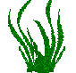 Seaweed
